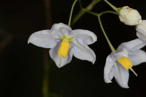 Solanum jasminoides #5
